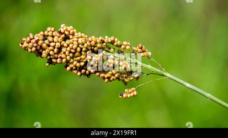 Sorghum bicolor (Cantel, Gandrung, Hirse, Besenmais, Meerschweinmais). Das Getreide findet Verwendung als menschliche Nahrung und zur Herstellung von Alkohol und Tierfutter Stockfoto