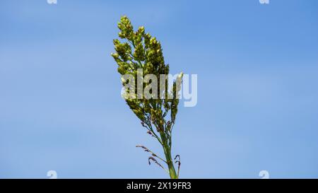 Sorghum bicolor (Cantel, Gandrung, Hirse, Besenmais, Meerschweinmais). Das Getreide findet Verwendung als menschliche Nahrung und zur Herstellung von Alkohol und Tierfutter Stockfoto