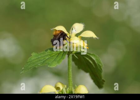 Gemeine Karderbiene (Bombus pascuorum), Familie Apidae an Blüten des Gelben Erzengels (Lamiastrum galeobdolon argentatum). Minzfamilie (Lamiaceae Stockfoto