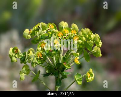 Nahaufnahme der Blumen von Euphorbia cyparissias 'Fens Ruby' in einem Garten im Frühjahr Stockfoto