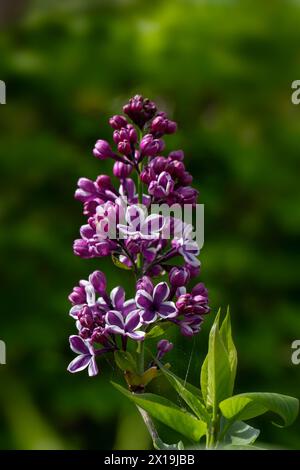 Nahaufnahme der Blüten von Syringa vulgaris „Sensation“ in einem Garten im Frühling Stockfoto