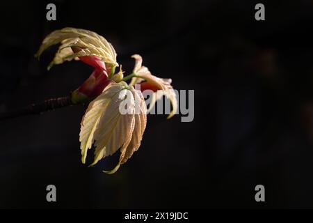 Nahaufnahme neu entstandener Blätter von Acer pseudoplatanus 'Brilliantissimum' in einem Garten im Frühjahr vor dunklem Hintergrund Stockfoto