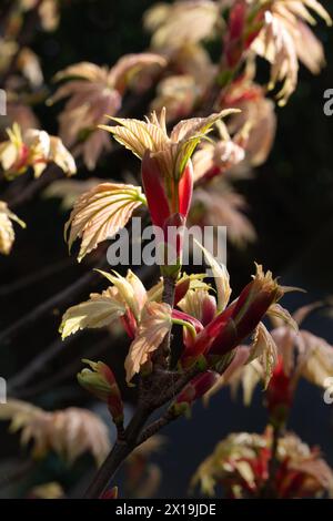 Nahaufnahme neu entstandener Blätter von Acer pseudoplatanus 'Brilliantissimum' in einem Garten im Frühjahr vor dunklem Hintergrund Stockfoto