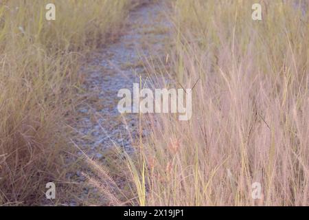 Infrarotbild von buschigem rosa Brunnengras auf der Wildwiese. Stockfoto