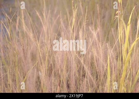 Infrarotbild von buschigem rosa Brunnengras auf der Wildwiese. Stockfoto