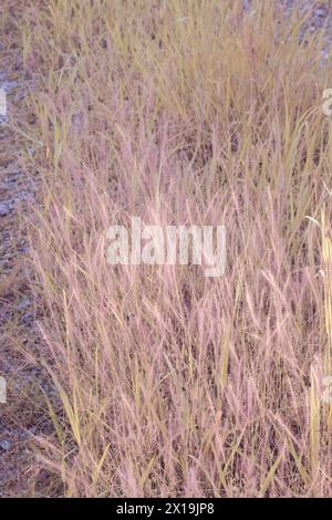 Infrarotbild von buschigem rosa Brunnengras auf der Wildwiese. Stockfoto