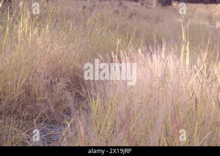 Infrarotbild von buschigem rosa Brunnengras auf der Wildwiese. Stockfoto