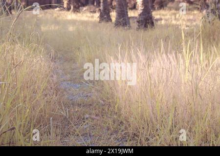 Infrarotbild von buschigem rosa Brunnengras auf der Wildwiese. Stockfoto