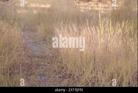 Infrarotbild von buschigem rosa Brunnengras auf der Wildwiese. Stockfoto