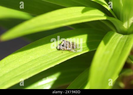 Männliche und weibliche hoverfly Eupeodes corollae, Familie Syrphidae auf einem Lilienblatt (Lilium). Verknüpfen. Holländischer Garten, Frühling, April Stockfoto