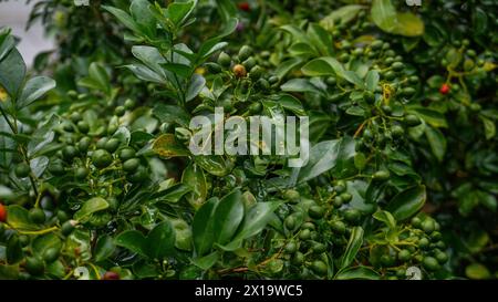 Kaffeebohnenpflanzen, frische Kaffeebohnen, Kaffeebaumzucht auf einer Bio-Farm. Nahaufnahme der Robusta-Kaffeebohnen. Stockfoto