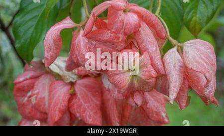 Rosa Mussaenda-Blüten mit grünen Blättern Stockfoto