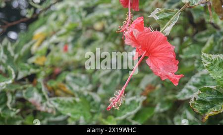 Rote Blumen im Garten werden Kembang sepatu, Mock Azalea, Lilie, Adenium Obesum, Wüstenrose oder Bignonia genannt. Stockfoto