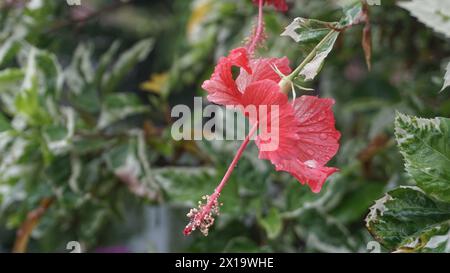 Rote Blumen im Garten werden Kembang sepatu, Mock Azalea, Lilie, Adenium Obesum, Wüstenrose oder Bignonia genannt. Stockfoto