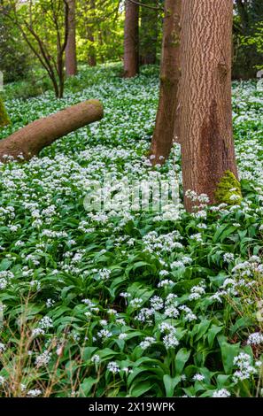 Wild Knoblauch Bath England Stockfoto