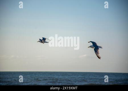 Möwen am Strand Stockfoto