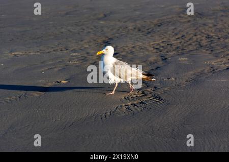 Möwen am Strand Stockfoto