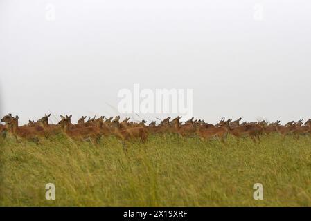 Inmitten der grünen Vegetation des Queen Elizabeth National Park versammelt sich eine Herde von Impalas, deren schlanke Formen sich von der lebhaften Landschaft abheben Stockfoto