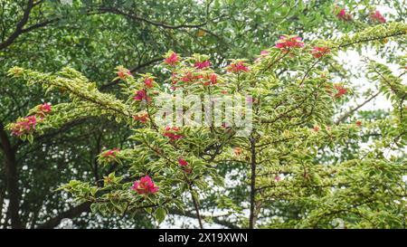 Schöne magentafarbene Blüten von Bougainvillea, werden manchmal als Papierblumen bezeichnet Stockfoto