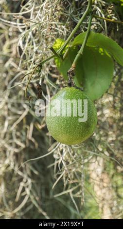 Grüne Passionsfrucht auf der Farm Nahaufnahme Bild Stockfoto