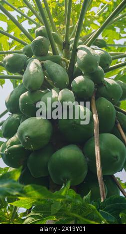 Grüne Papaya-Frucht auf dem Baum Stockfoto