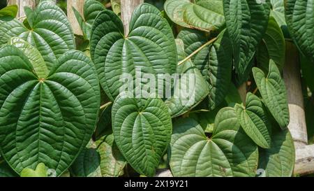 Daun Sirih : Betelblätter oder Piper sarmentosum Roxb oder Chaplo Blätter Stockfoto