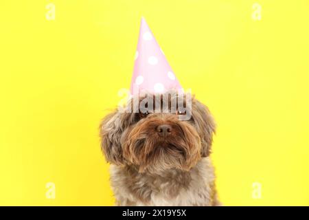 Niedlicher Maltipoo-Hund, der Partyhut auf gelbem Hintergrund trägt. Schönes Haustier Stockfoto