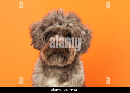 Süßer Maltipoo-Hund auf orangefarbenem Hintergrund. Hübsches Haustier Stockfoto