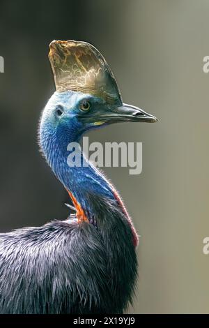 Der südliche Kasuar (Casuarius casuarius), auch bekannt als Doppelkasuar, australischer Kasuar oder Zweiwattkasuar. Seitenprofil mit Stockfoto