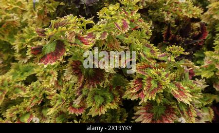 Die Coleus Pflanze hat gesundheitliche Vorteile und ihr einzigartiges Blattmuster ist grün mit roten und gelben Flecken. Stockfoto