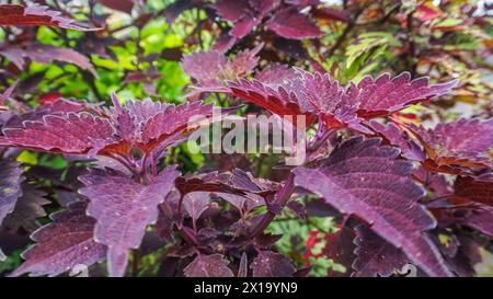 Plectranthus scutellarioides, coleus oder Miyana Blätter oder Miana oder lateinisch Coleus Scutellarizide, ist eine blühende Pflanze Stockfoto