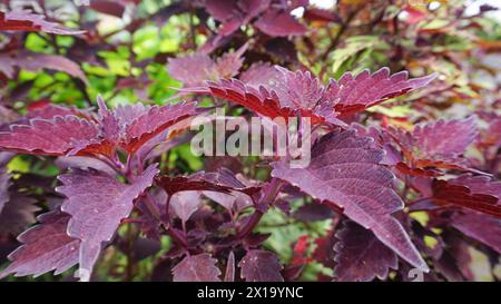 Plectranthus scutellarioides, coleus oder Miyana Blätter oder Miana oder lateinisch Coleus Scutellarizide, ist eine blühende Pflanze Stockfoto