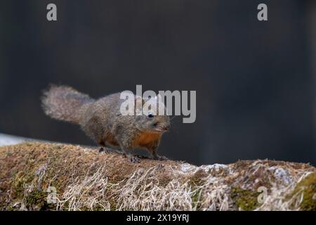 Senchal Wild Life Sanctuary, Orangenbauchhörnchen aus dem Himalaya, Dremomys Lokriah Stockfoto