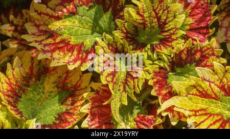 Die Coleus Pflanze hat gesundheitliche Vorteile und ihr einzigartiges Blattmuster ist grün mit roten und gelben Flecken. Stockfoto