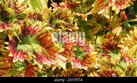 Die Coleus Pflanze hat gesundheitliche Vorteile und ihr einzigartiges Blattmuster ist grün mit roten und gelben Flecken. Stockfoto