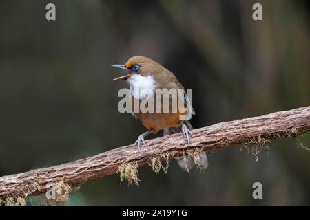 Senchal Wild Life Sanctuary, Weisskehlchen, Garrulax albogularis Stockfoto