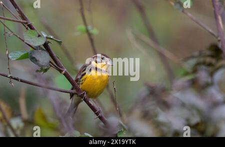 Siliguri, Indien. Gelbreisig, Emberiza aureola. Gefährdete Arten mit Bevölkerungsrückgang Stockfoto