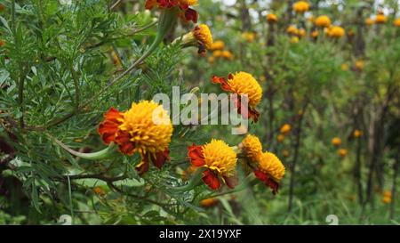 Wunderschöne Ringelblumen mit Naturhintergrund Stockfoto