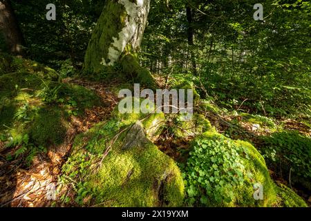 Die Wurzeln und der Baumstamm in einem Wald Stockfoto