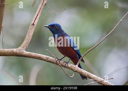 Latpanchar, Bezirk Darjeeling in Westbengalen, Indien. Kastanienbauchige Steindrossel. Monticola rufiventris Stockfoto