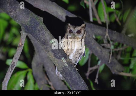 Latpanchar, Bezirk Darjeeling in Westbengalen, Indien. Kragenkäuze, Otus lettia Stockfoto