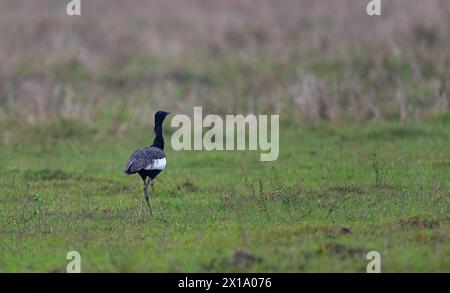 Manas-Nationalpark, Assam, Indien. Westbengalen, Indien. Bengalflorican, auch Bengaltrappe genannt, Houbaropsis bengalensis. Kritisch Gefährdet Stockfoto