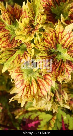 Die Coleus Pflanze hat gesundheitliche Vorteile und ihr einzigartiges Blattmuster ist grün mit roten und gelben Flecken. Stockfoto