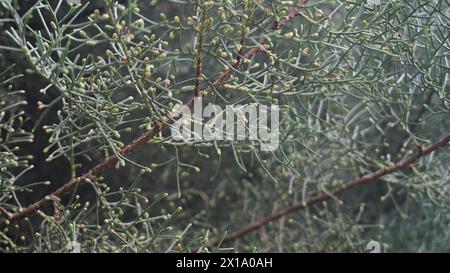 Juniperus-Pflanzen, die oft als Gartendekoration verwendet werden Stockfoto