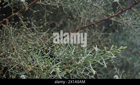 Juniperus-Pflanzen, die oft als Gartendekoration verwendet werden Stockfoto