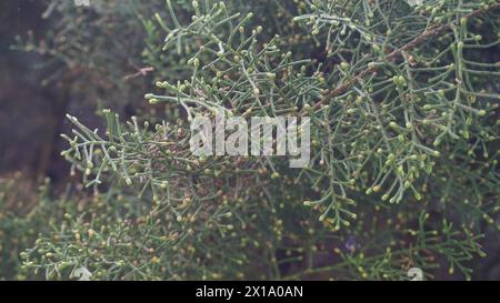 Juniperus-Pflanzen, die oft als Gartendekoration verwendet werden Stockfoto