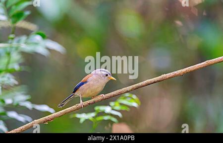 Buxa Tiger Reserve, Westbengalen, Indien. Blauflügelige Minla, Siva cyanouroptera Stockfoto