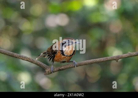 Buxa Tiger Reserve, Westbengalen, Indien. Großer Halslachhals, Pterorhinus pectoralis Stockfoto