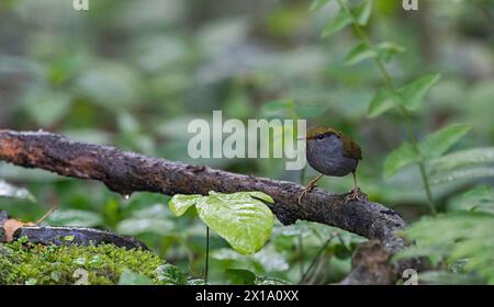 Buxa Tiger Reserve, Westbengalen, Indien. Graubauchtesie, Tesia cyaniventer Stockfoto