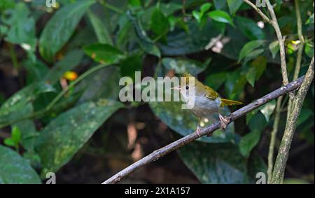 Buxa Tiger Reserve, Westbengalen, Indien. Weißbauchige Erpornis, Erpornis zantholeuca Stockfoto